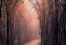 开云体育app-火箭翻盘猛龙，萨姆·米切尔绝境逆转的篮球奇迹