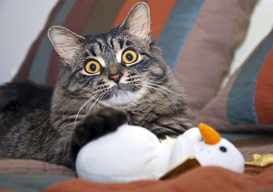 雷霆爆冷灰熊，哈利伯顿如何用节奏掌控全场