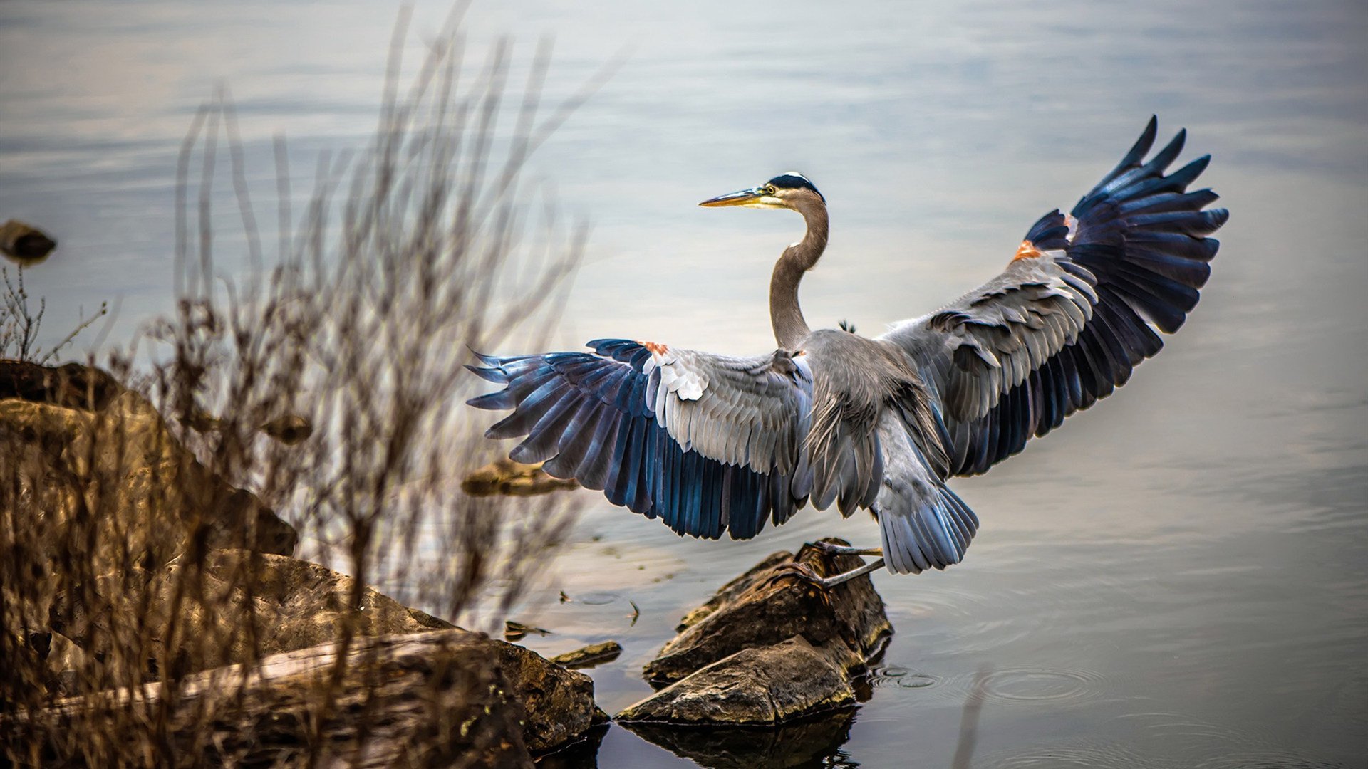 欧文关键回合不手软，掘金轻取猛龙